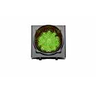Sommer LED-Ampel grün