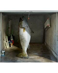 Garagentorplane Fisch