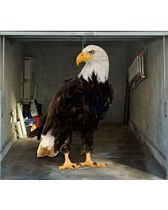 Garagentorplane Eagle