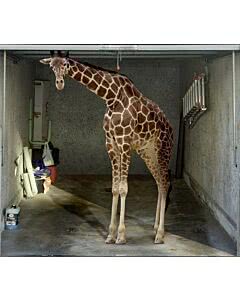 Garagentorplane Giraffe