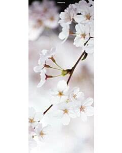 Türplane Cherry Blossom