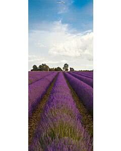 Türplane Lavender Field