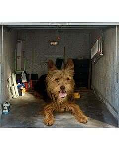 Garagentorplane Hund