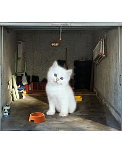 Garagentorplane Kitty