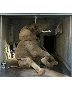 Garagentorplane Elefant