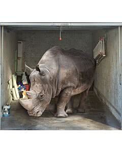 Garagentorplane Nashorn