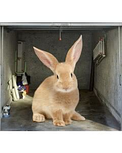 Garagentorplane Hase
