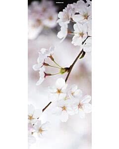 Türplane Cherry Blossom