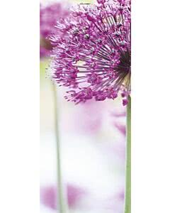 Türplane Purple Spring